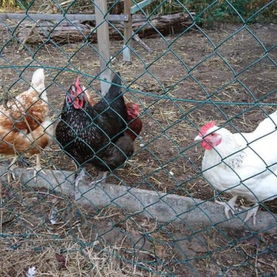 Unsere Hühner im Garten